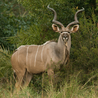 Kudu