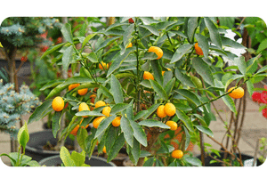 Kumquat plant
