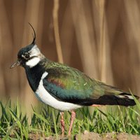 Lapwing