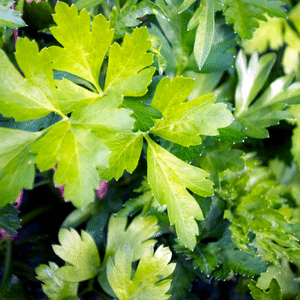 Leaf celery