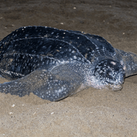 Leatherback Sea Turtle