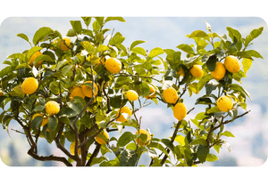 Lemon Tree plant