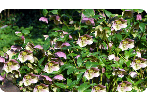 Lenten Rose plant