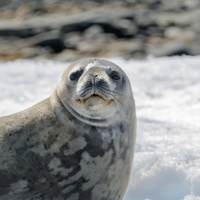 Leopard Seal