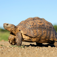 Leopard Tortoise