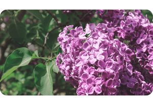 Lilac plant