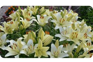 Lilium plant