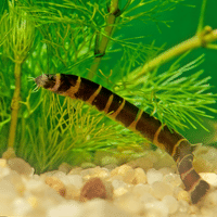 Loach