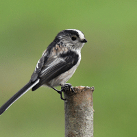 Long tailed Tit