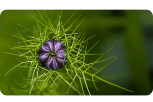 Love in a Mist plant