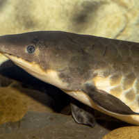 Lungfish