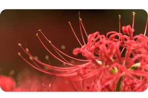 Lycoris plant