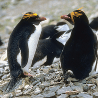 Macaroni Penguin