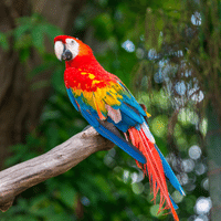 Macaw