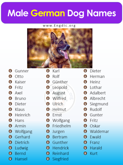 500+ Popular German Dog Names (Pups, Male, Female) - EngDic