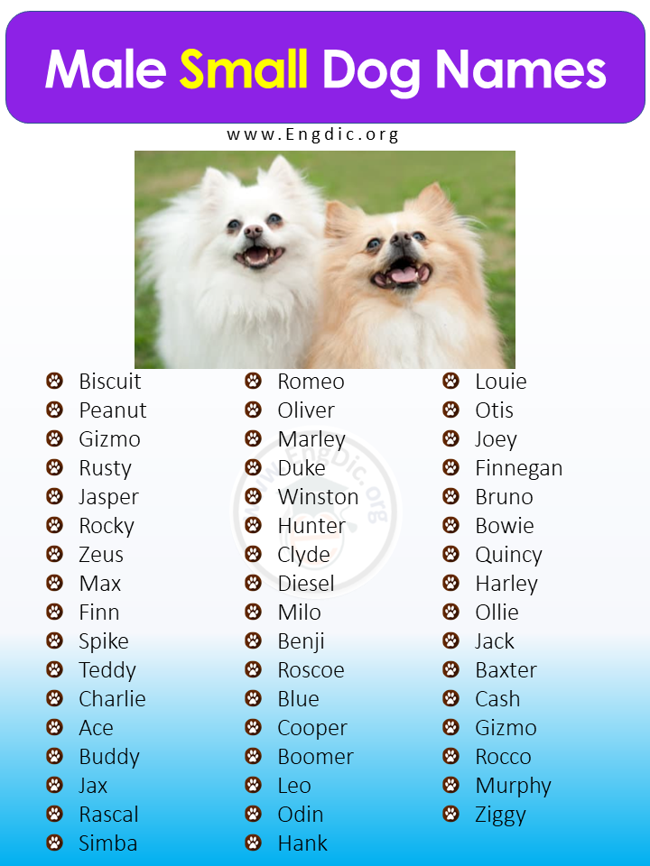 400 Cutest Small Dog Names Male Female EngDic