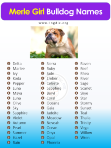 250+ Female Bulldog Names (Unique, Exotic, Funny) - EngDic