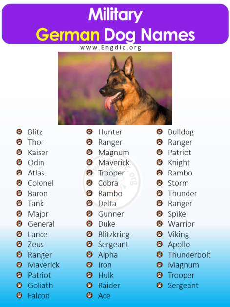 500+ Popular German Dog Names (Pups, Male, Female) - EngDic