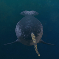 Narwhal