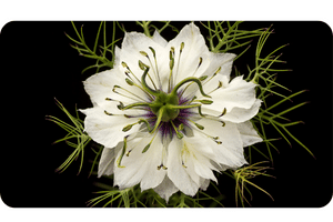 Nigella plant