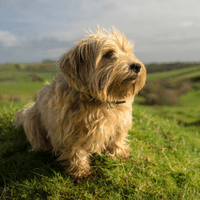 Norfolk Terrier