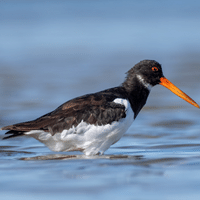 North American Oystercatcher