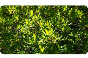Northern Bayberry plant