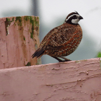 Northern Bobwhite