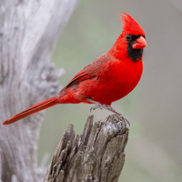 Northern Cardinal