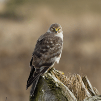 Northern Harrier