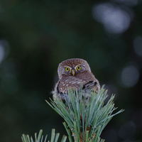 Northern Pygmy Owl