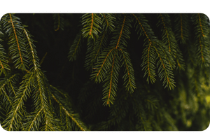 Norway Spruce plant