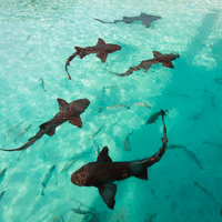 Nurse Shark