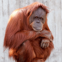 Orangutan