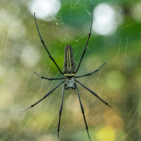 Orb Weaver