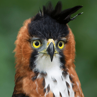 Ornate Hawk Eagle