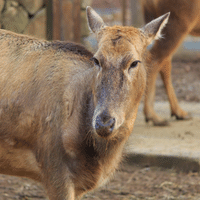 Pere Davids Deer