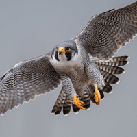 Peregrine Falcon 1