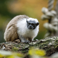 Pied Tamarin