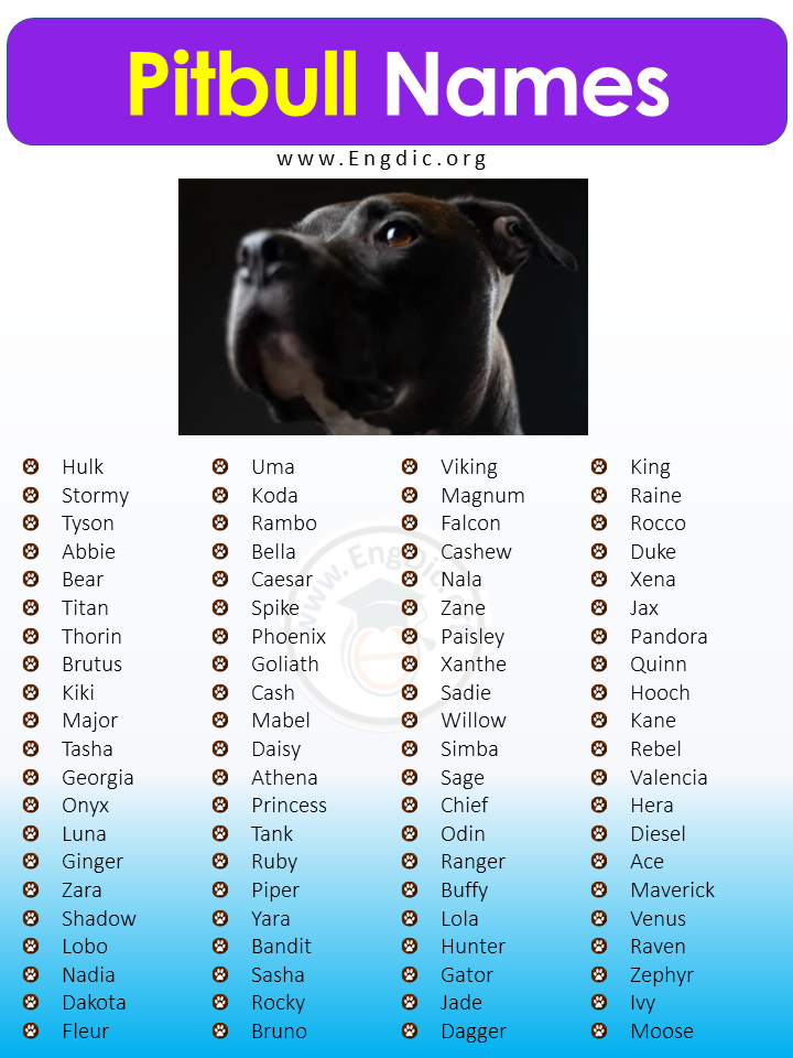 500+ Best Unique Pitbull Names (Male, Female) - EngDic🐍 Experimente a ...