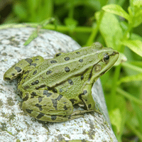 Pool Frog