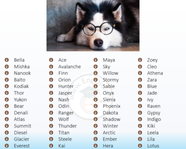 300+ Best Husky Names (Male, Female, Unique, Exotic)