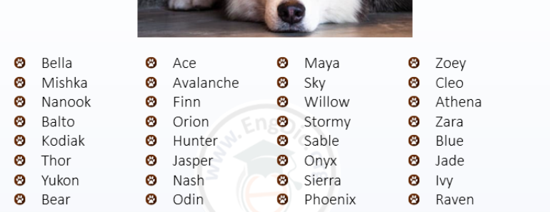 300+ Best Husky Names (Male, Female, Unique, Exotic)