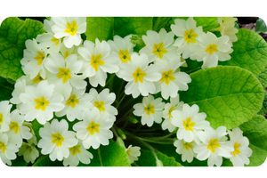 Primrose plant