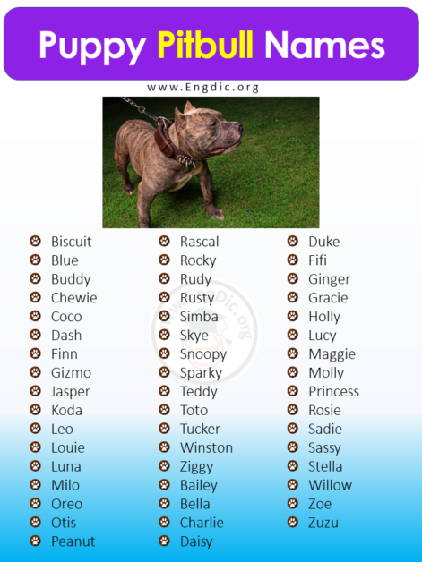 500+ Best Unique Pitbull Names (Male, Female) - EngDic