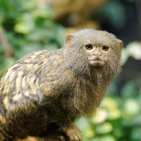 Pygmy Marmoset