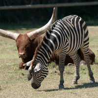 Quagga