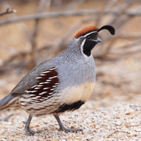 Quail