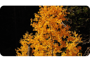 Quaking Aspen Plant