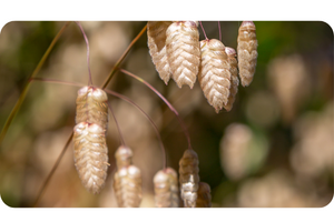 Quaking Grass plant